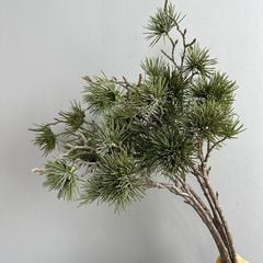 Cành Thông Bách Podocarpus