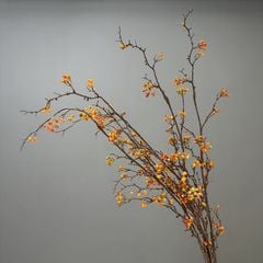 Cây Hoàng Liên Gai Giả Dạng Hoa Khô Phong Cách Tối Giản
