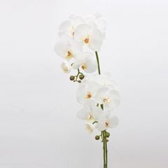 Hoa Lan Nữ Hoàng Phalaenopsis 7 Cành
