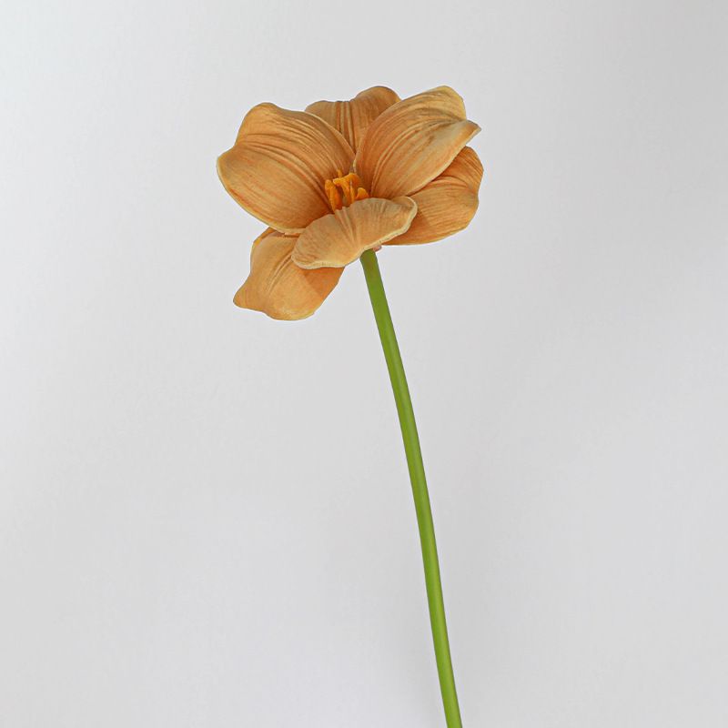 Hoa Tulip Không Lá Nở Rộ Tông Dark Coffee