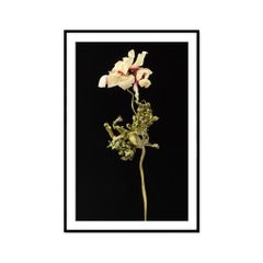 Tranh Thực Vật Passion FR1224
