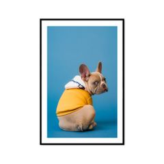 Tranh Động Vật Passion FR1193