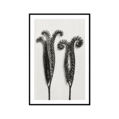 Tranh Thực Vật Passion FR1273