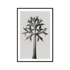 Tranh Thực Vật Passion FR1269