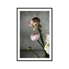 Tranh Thực Vật Passion FR1211