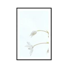 Tranh Thực Vật Passion FR1244