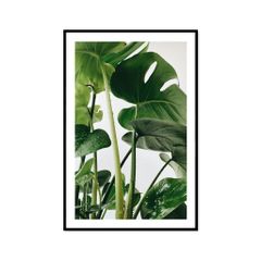 Tranh Thực Vật Passion FR1172