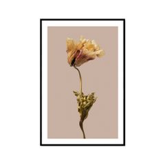 Tranh Thực Vật Passion FR1228