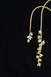 LEATHER BLOSSOM BELT