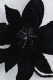 LACE - EMBELLISHED LEATHER BLOSSOM