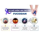 [CHÍNH NGẠCH] VIÊN TẢO UỐNG HỖ TRỢ UNG THƯ FUCOIDAN OKINAWA NHẬT BẢN