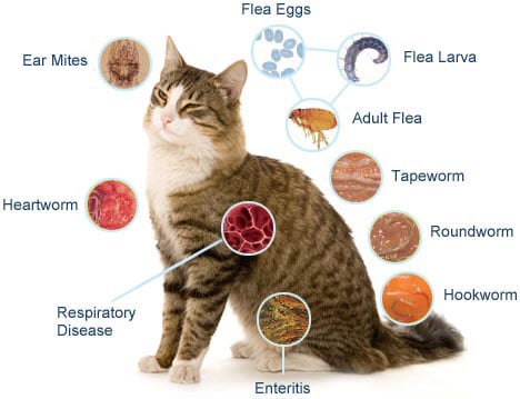 Feline Heartworm Disease Heartworm Parasite Heartworm Symptoms In