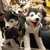 CHÓ NHỒI BÔNG HUSKY LIVLIG IKEA