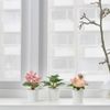 BỘ 3 CHẬU CÂY HOA VẢI FEJKA IKEA
