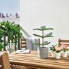 BỘ 3 CHẬU CÂY HOA VẢI FEJKA IKEA
