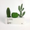 BỘ 3 CHẬU CÂY XƯƠNG RỒNG FEJKA IKEA