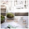 BỘ 30 NẾN VIÊN THƠM SILKESTRAD IKEA - Sương rêu