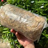  Dớn(rêu) Chile giá thể chuyên trồng Lan -  gói 100g 