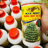  Phân bón MAXROOT Bung Đọt, Ra Rễ, Đẻ Nhánh - Chuyên dùng cho cây Mai Vàng - 1 Lít 