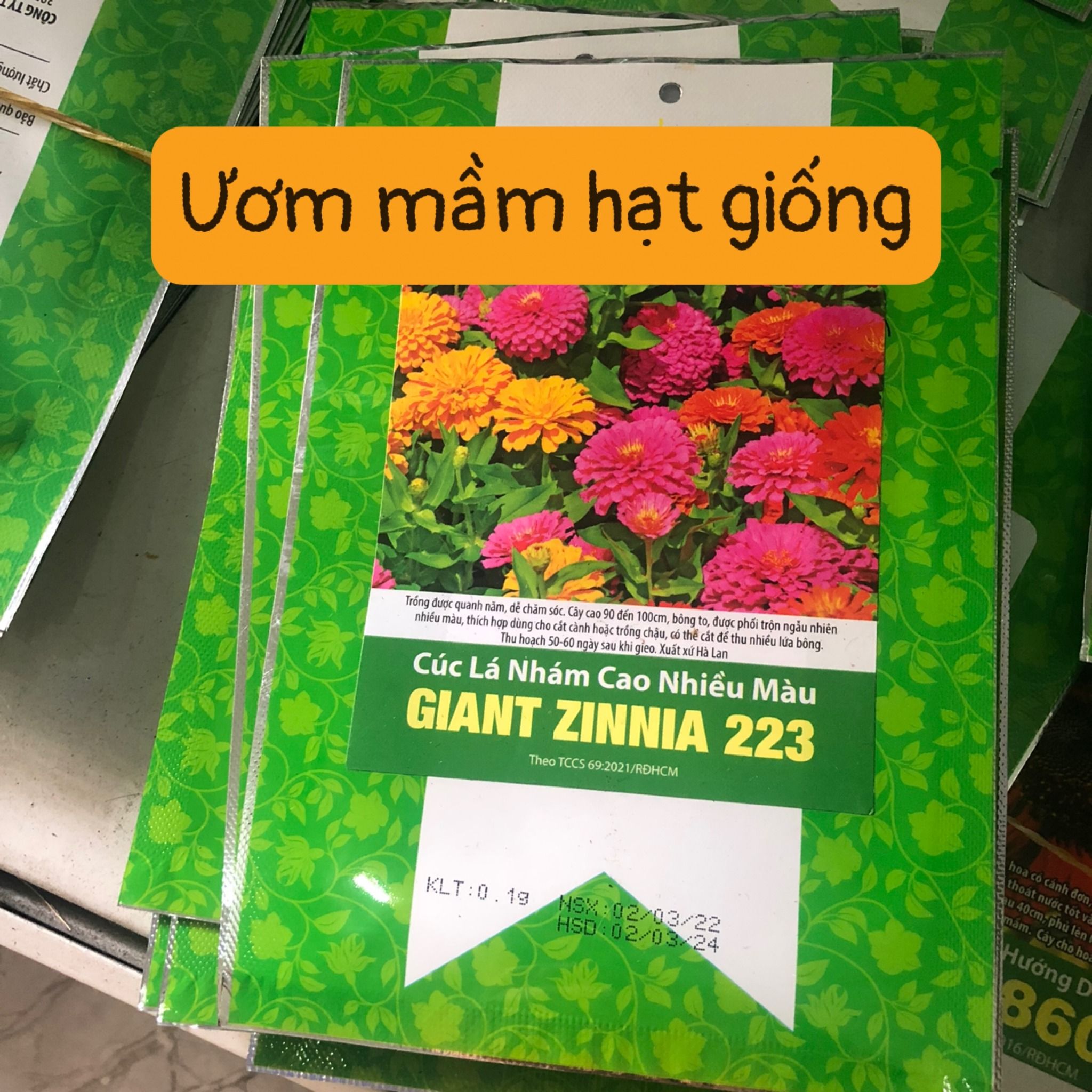  Cúc Lá Nhám Cao nhiều màu GIANT ZINNIA 223 - RD 