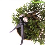  Kìm cạp tròn bonsai cao cấp 21cm Ryuga 