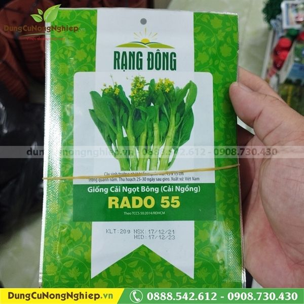  Cải ngọt bông 55 