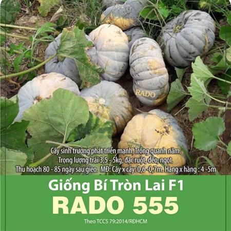  Bí tròn lai F1 RD 555 