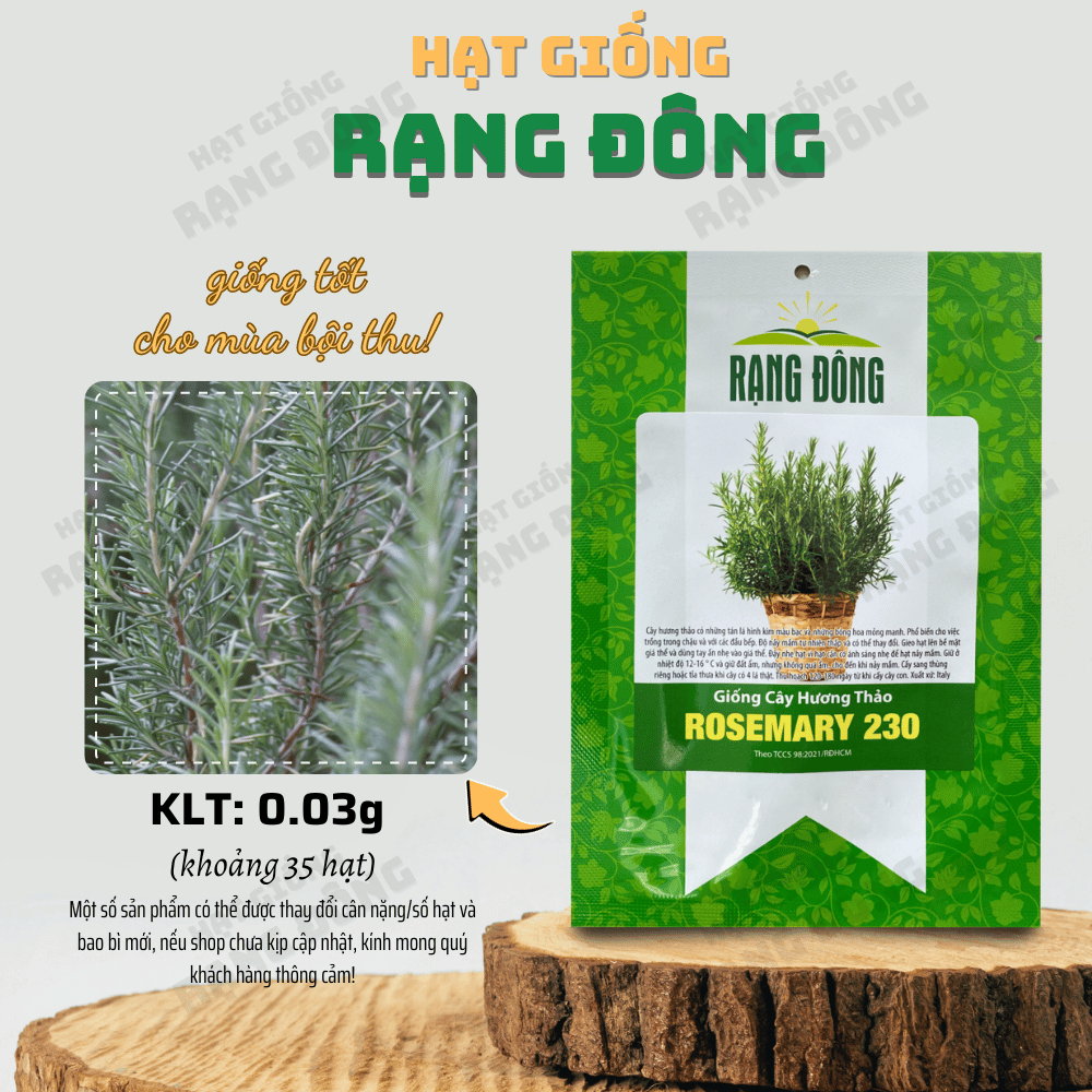  Cây hương thảo ROSEMARY 230 