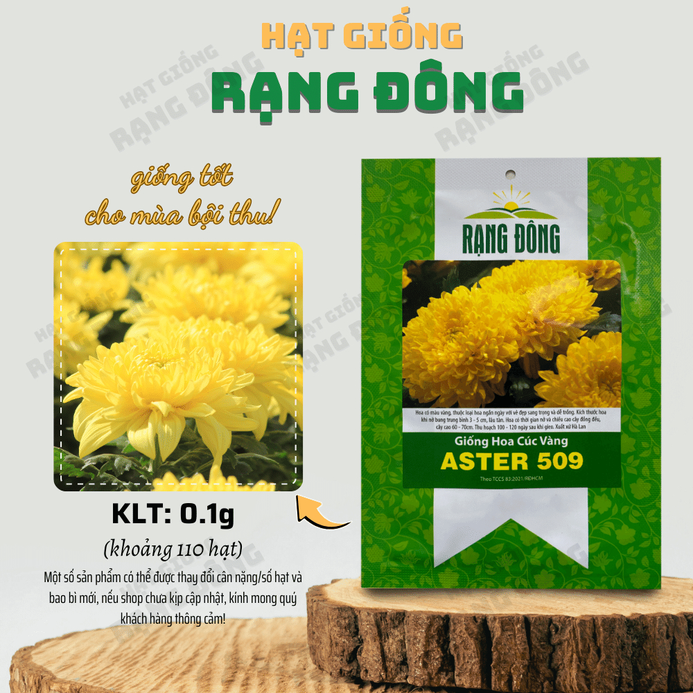  Cúc Vàng ASTER 509 - RD 