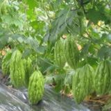 Hạt Giống Khổ Qua Lai F1 - INNO M34 - ảnh 1