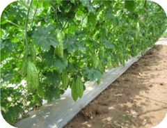  Hạt Giống Khổ Qua  - INNO-M35