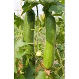 Hạt Giống Bí Đao Xanh INNO-444 - ảnh 1