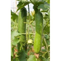  Hạt Giống Bí Đao Xanh INNO-444