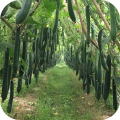  Hạt Giống Bí Đao Xanh INNO 448