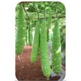 Hạt Giống Bầu Sao INNO-022 - ảnh 1