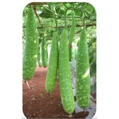  Hạt Giống Bầu Sao INNO-022