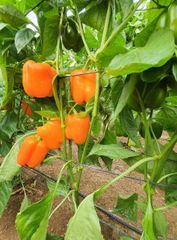  Hạt Giống Ớt Ngọt Cam INNO-O33