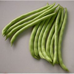  Hạt Giống Đậu COVE HẠT TRẮNG INNO-515