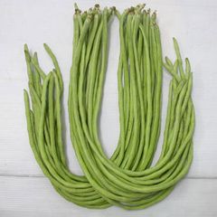  Hạt Giống Đậu Đũa Hạt Trắng Đỏ INNO-522