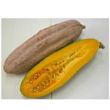 Hạt Giống Bí Sáp Dài INNO - 088 - ảnh 1