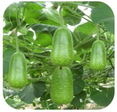  Hạt Giống Bầu Sao INNO-025