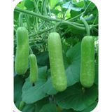 Hạt Giống Bầu Sao INNO-024 - ảnh 1