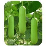 Hạt Giống Bầu Xanh INNO-011 - ảnh 1