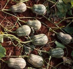  Hạt Giống Bí Hạt Đậu INNO - 101