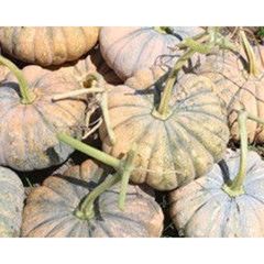  Hạt Giống Bí Đỏ Tròn - INNO 304