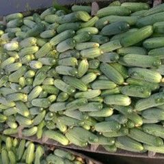  Hạt Giống Dưa Leo INNO-N01