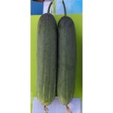 Hạt Giống Dưa Leo INNO-N02 - ảnh 1