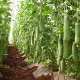 Hạt Giống Dưa Leo INNO-N03 - ảnh 1