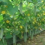 Hạt Giống Dưa Leo INNO-N04 - ảnh 1