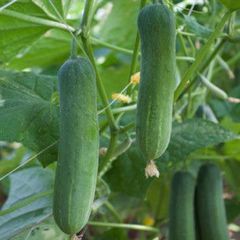  Hạt Giống Dưa Leo INNO-N06